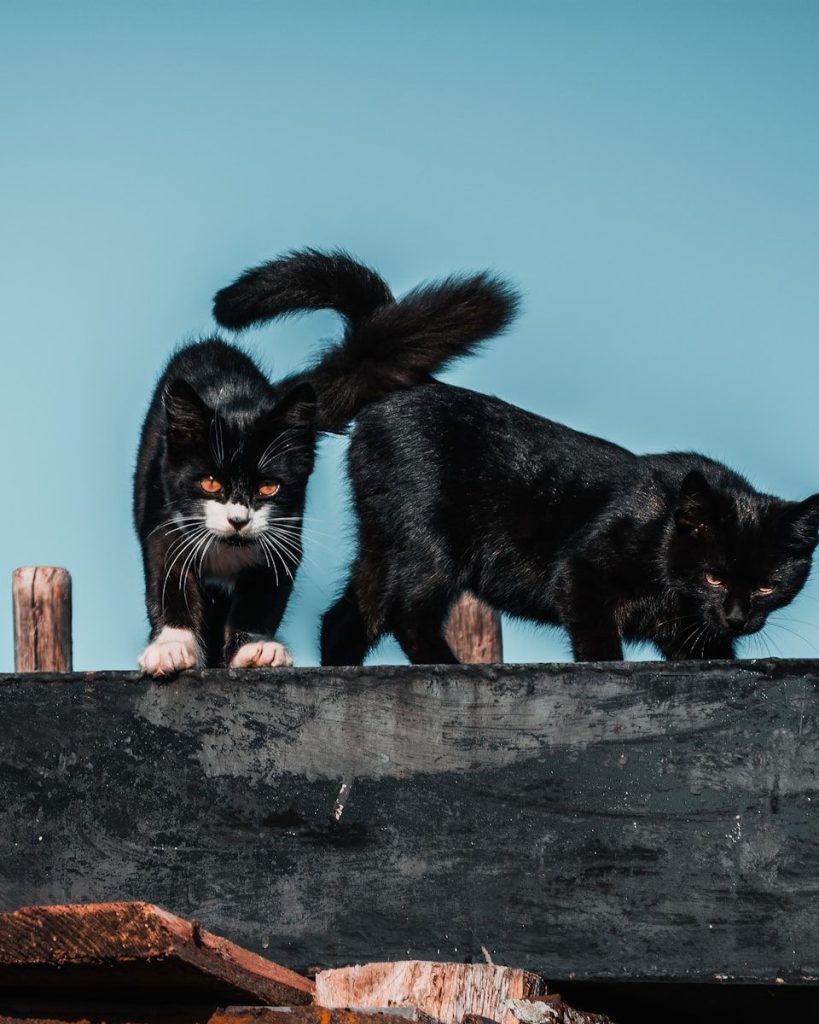 tuxedo cat on brown wooden fence