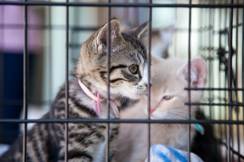 a couple of cats sitting inside of a cage