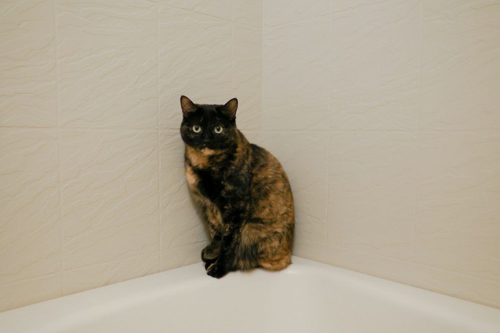 A cat sitting on the edge of a bathtub