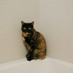 A cat sitting on the edge of a bathtub