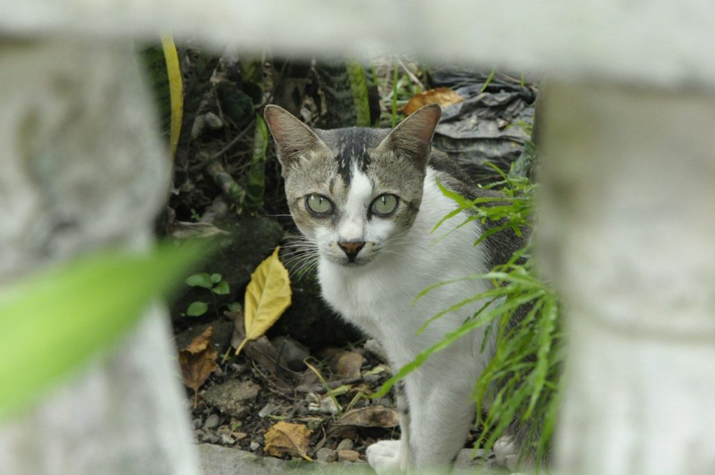 A cat stares through a fence.