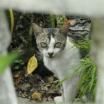 A cat stares through a fence.