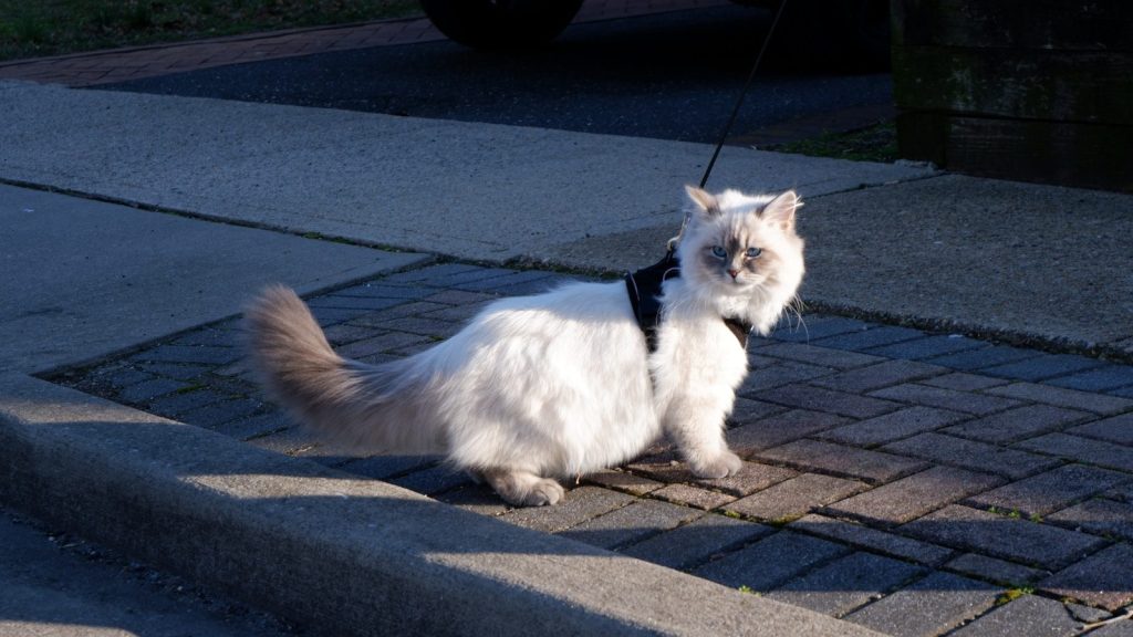 a white cat with a black leash walking down a sidewalk