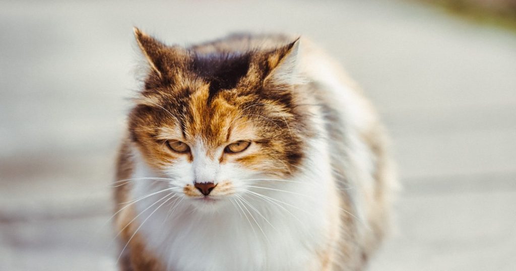 a close up of a cat walking on a sidewalk