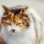 a close up of a cat walking on a sidewalk