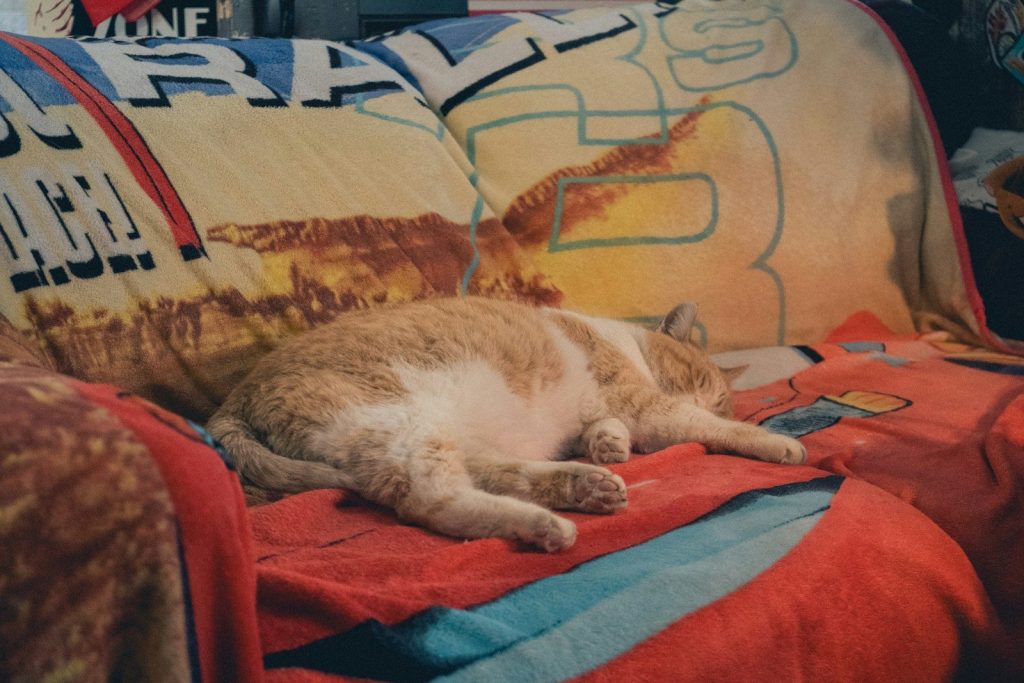 Orange and white cat sleeping on a colorful couch.
