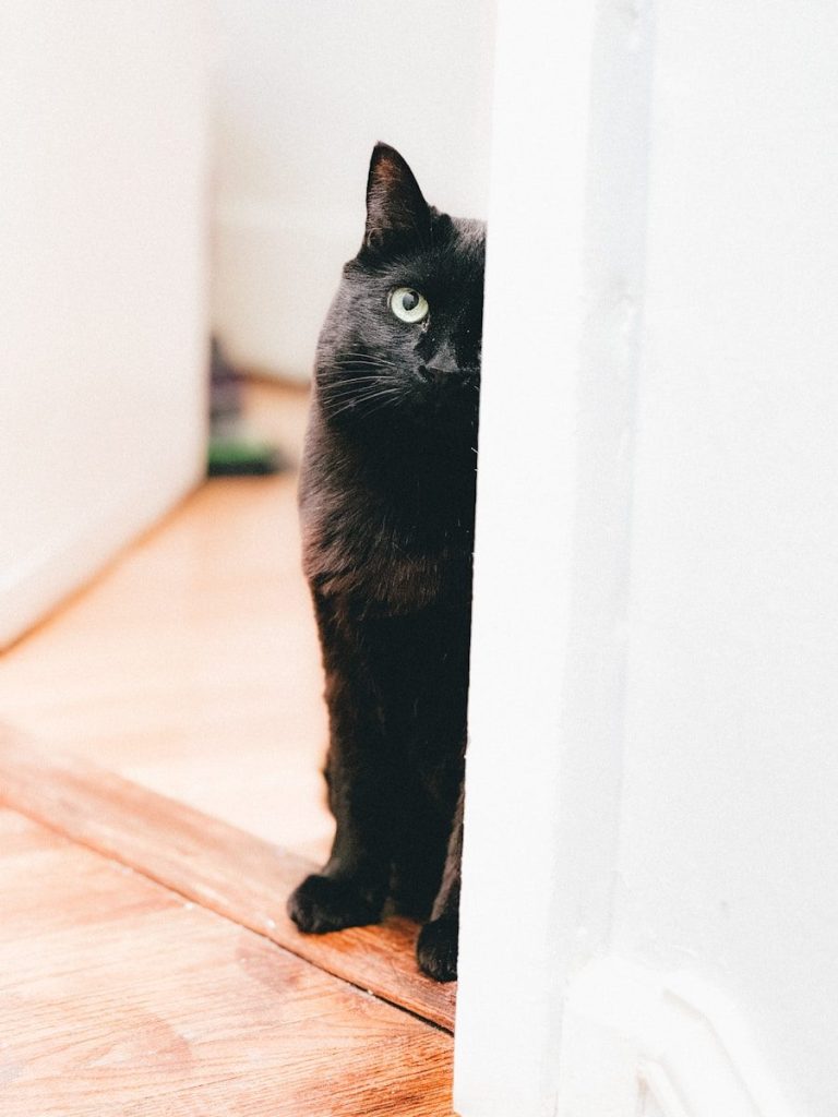 A black cat peeks from behind a door.