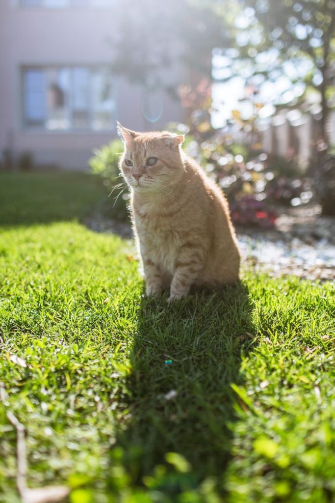 An orange cat sits on green grass in bright sunlight.