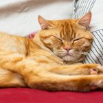an orange cat sleeping on top of a pillow