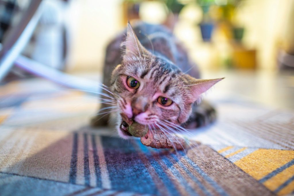 A cat plays with its toy.