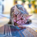 A cat plays with its toy.