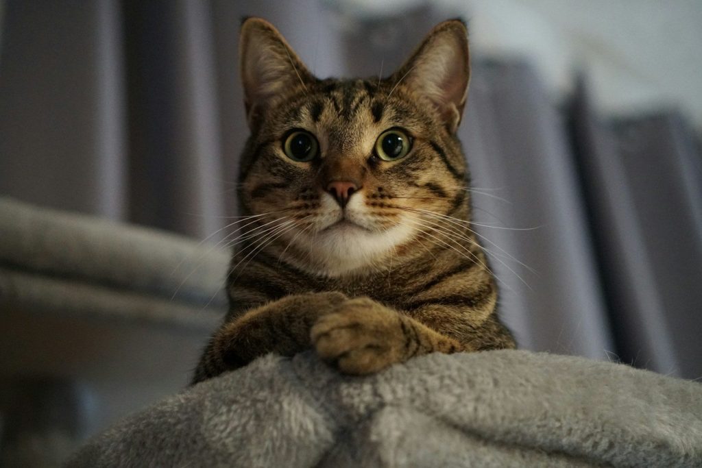 A cat sitting on top of a pile of blankets