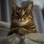 A cat sitting on top of a pile of blankets