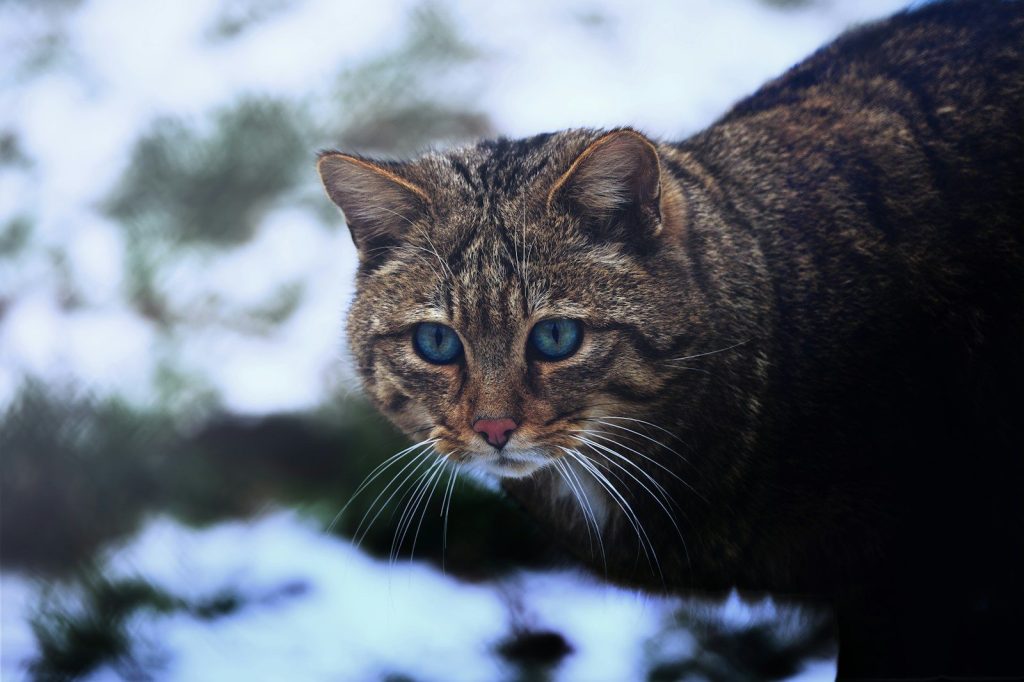 A wildcat with striking blue eyes in the snow