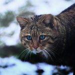 A wildcat with striking blue eyes in the snow