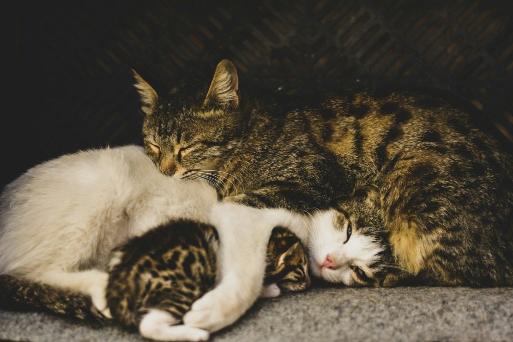 brown tabby cat lying on white fur textile