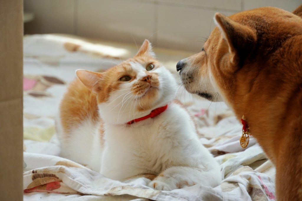 a cat and a dog lying on a blanket