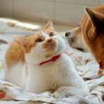 a cat and a dog lying on a blanket