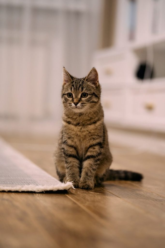 A tabby kitten sits on a wooden floor.