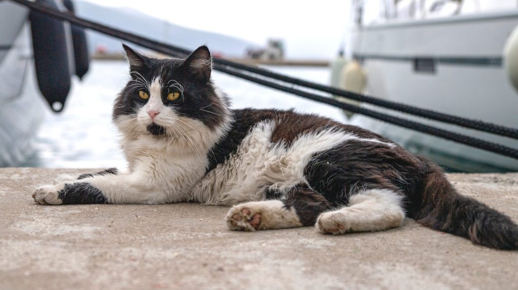 A black and white cat lies on concrete near boats.