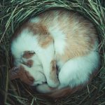 orange cat sleeping on nest