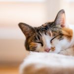 brown tabby cat lying on white textile