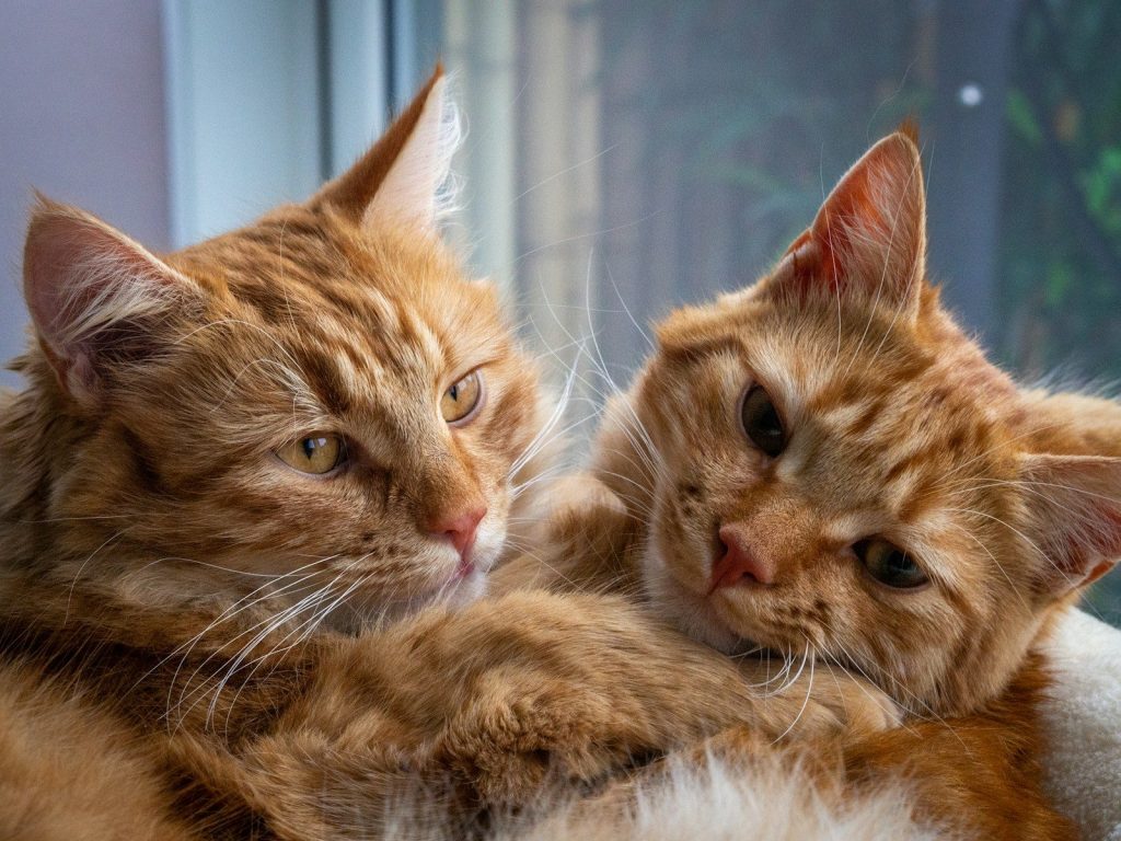 a couple of cats laying next to each other