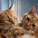 a couple of cats laying next to each other