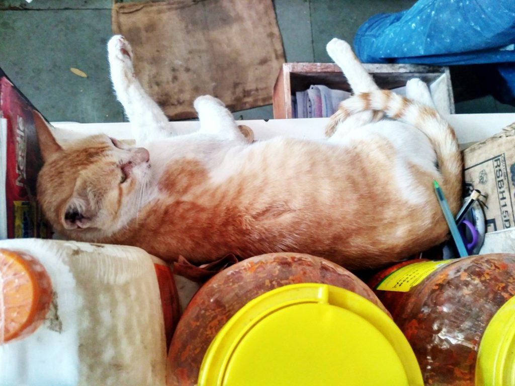 A cat laying on top of a pile of food