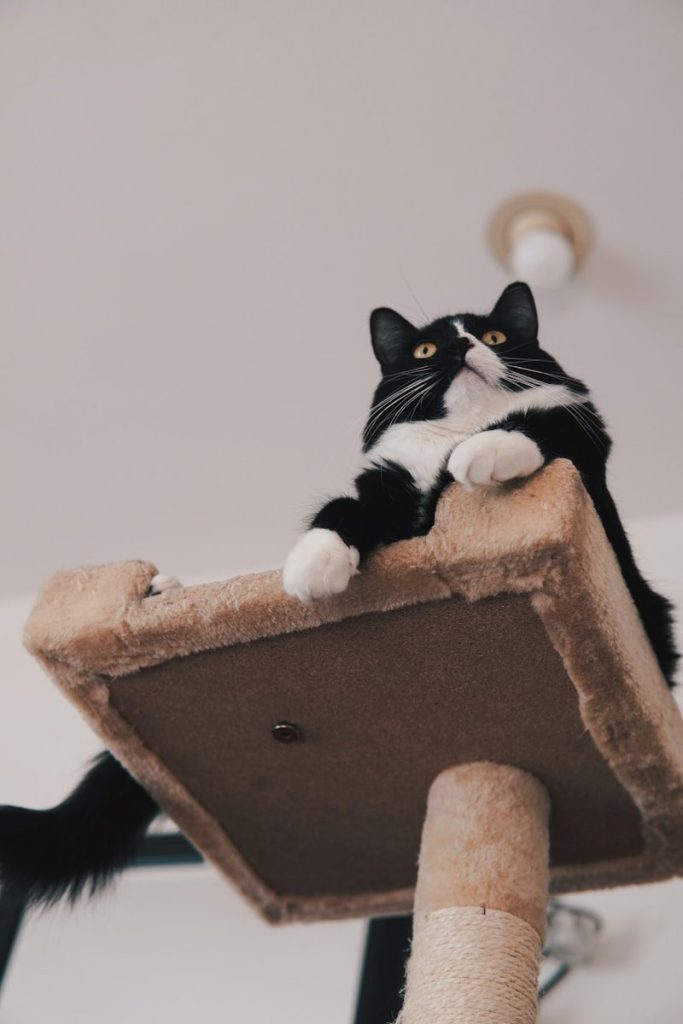 a black and white cat sitting on top of a scratching post