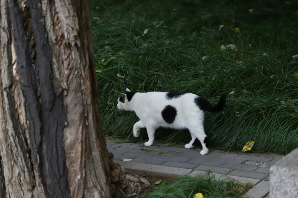 A black and white cat walks on a paved path.