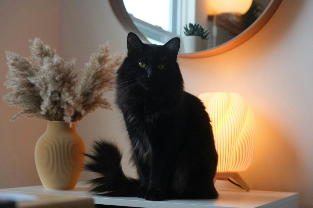 A fluffy black cat sits near a vase and lamp.