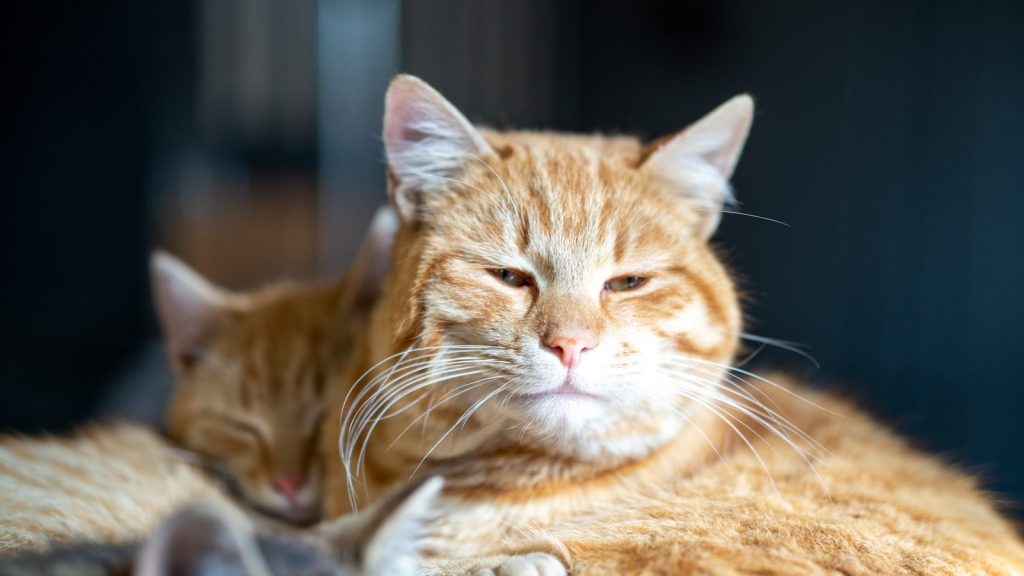orange tabby cat lying on white textile