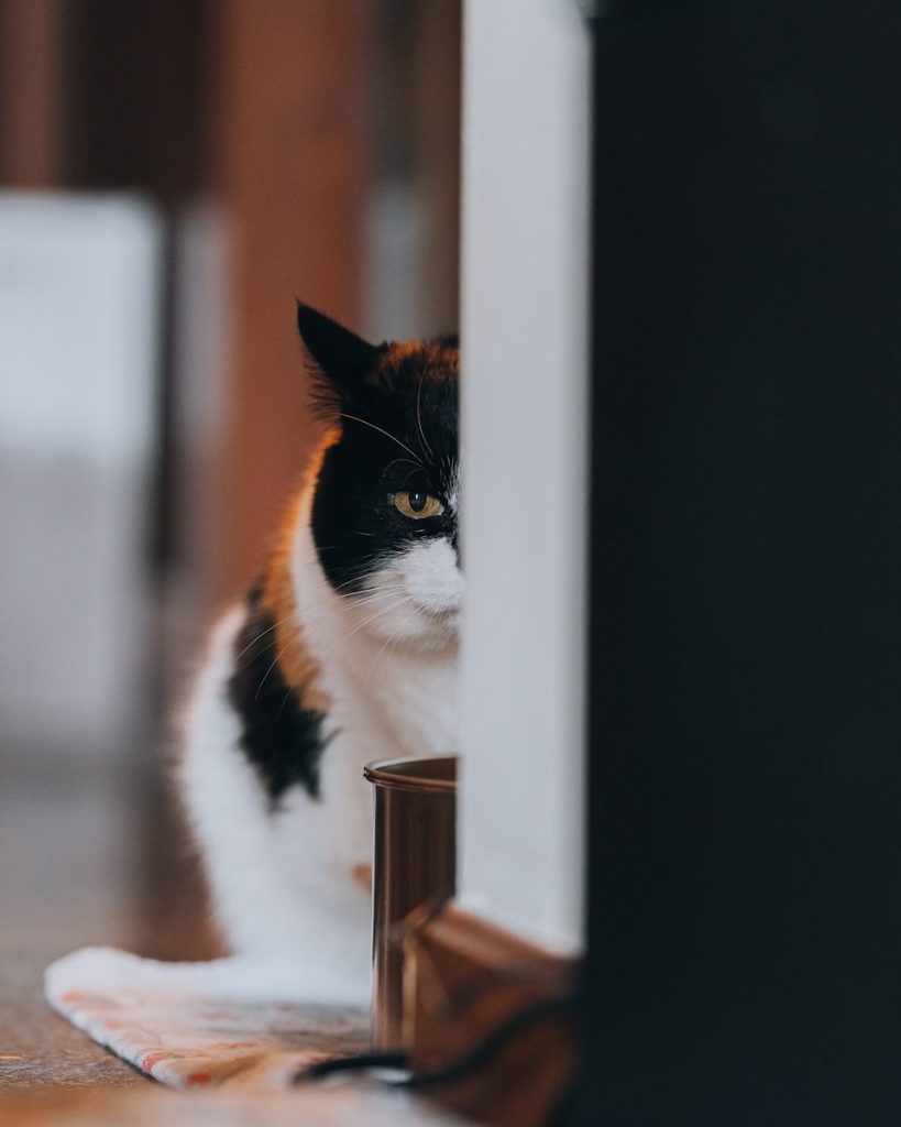 A curious cat peeks from behind.