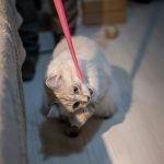 a white cat with a red leash on a couch
