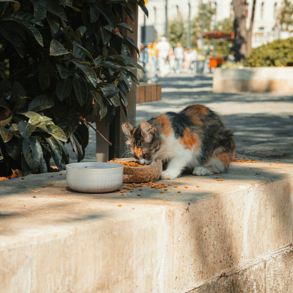 A calico cat eats from a bowl outdoors.