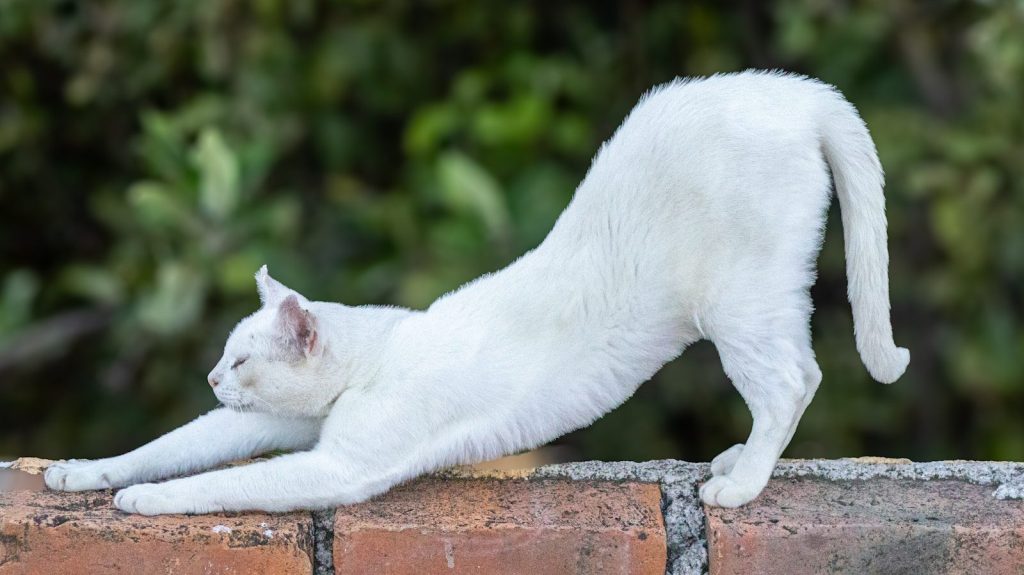 A white cat sitting on top of a brick wall