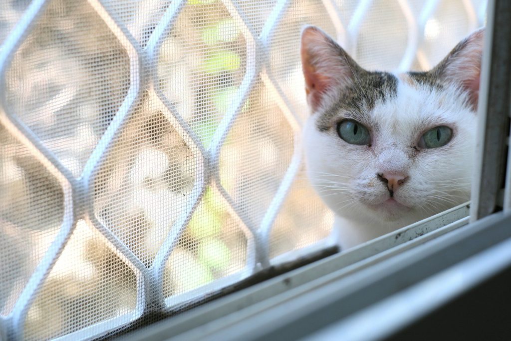 white and gray cat on window