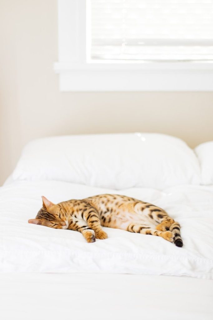cat lying on bed