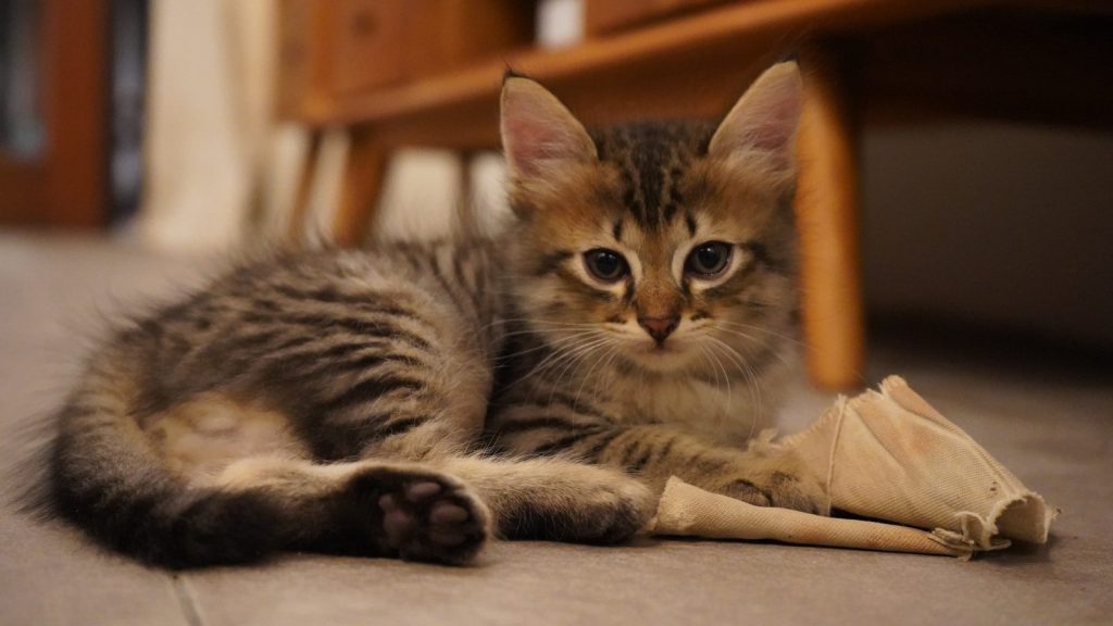 A kitten lays down with something.