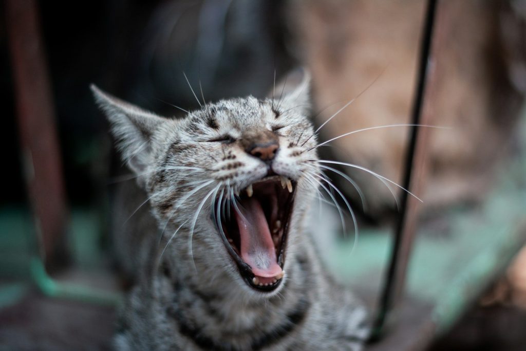 a cat with its mouth open and it's mouth wide open