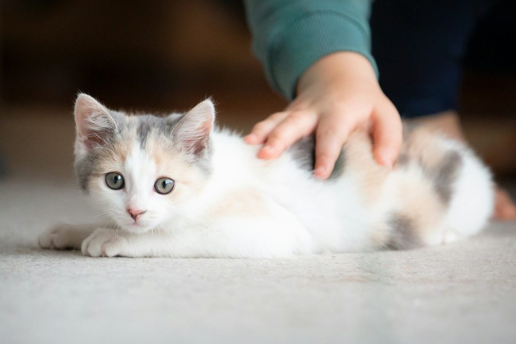 a person petting a kitten on the floor