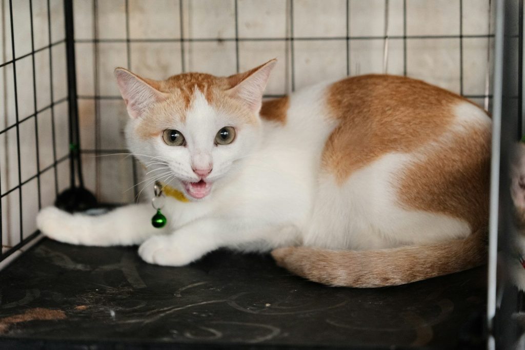 an orange and white cat laying in a cage