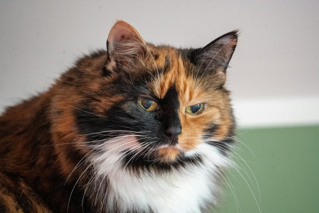 A calico cat with distinct facial markings.