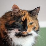 A calico cat with distinct facial markings.