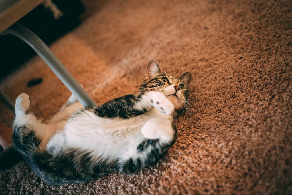black and white cat lying on floor near chair