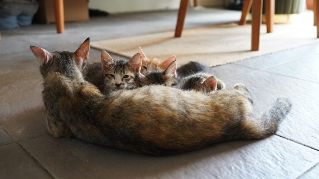 A mother cat nurses her kittens.
