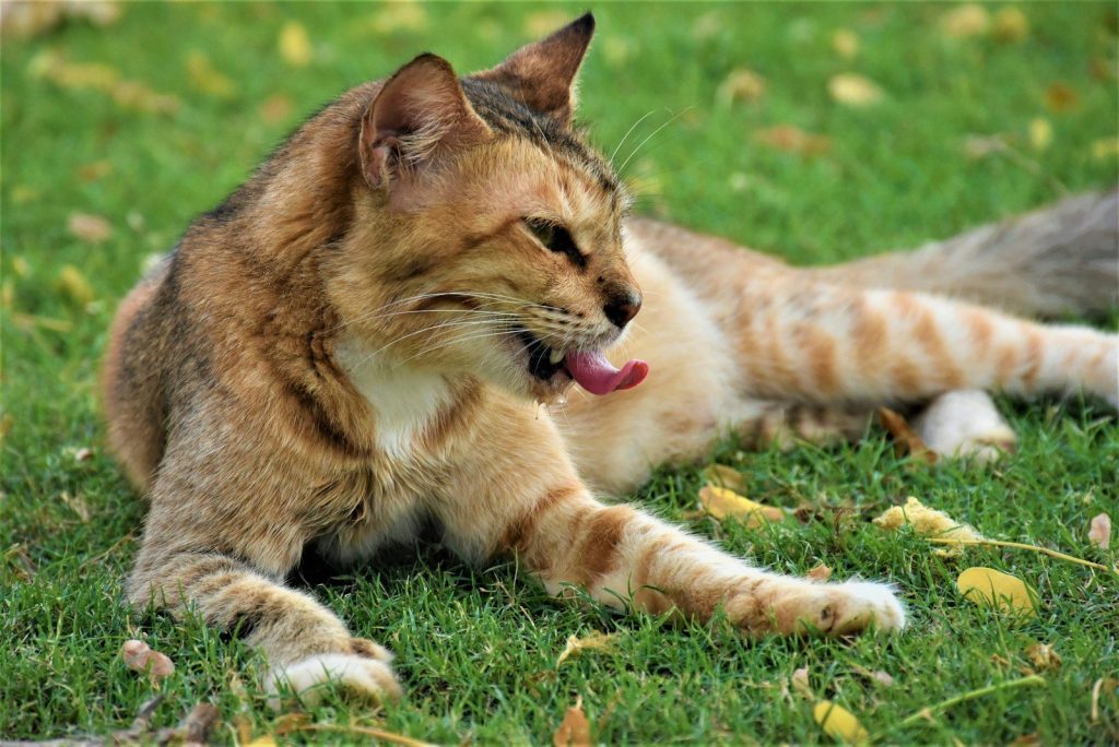 selective focus photography of brown and gray cat on green grass during daytime