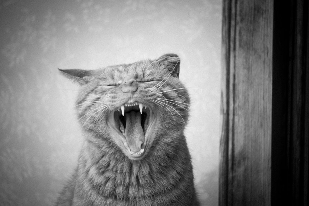 A black and white photo of a cat with its mouth open