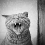 A black and white photo of a cat with its mouth open